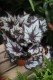 begonia silver point (5).JPG