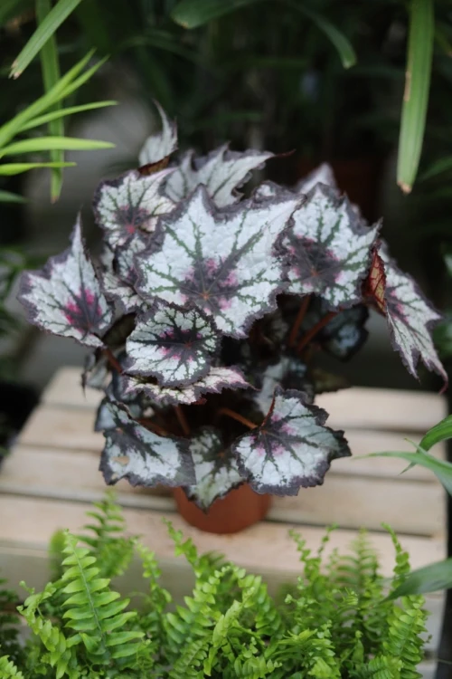 begonia silver point (2).JPG