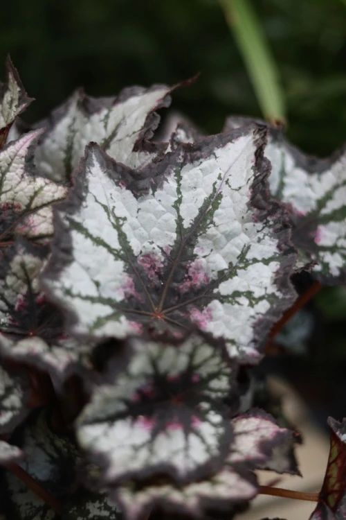 begonia silver point (3).JPG