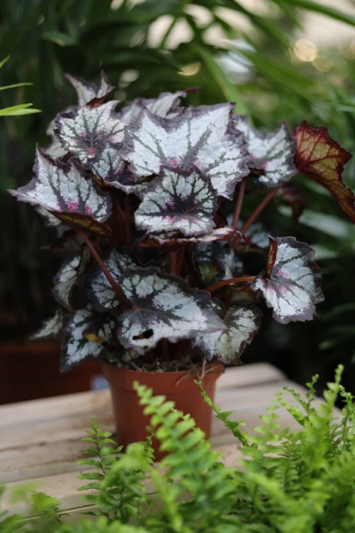 begonia silver point (4).JPG