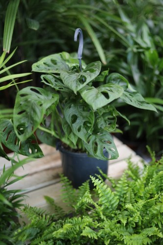 monstera adasonii l (1).JPG