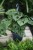 monstera adasonii l (2).JPG