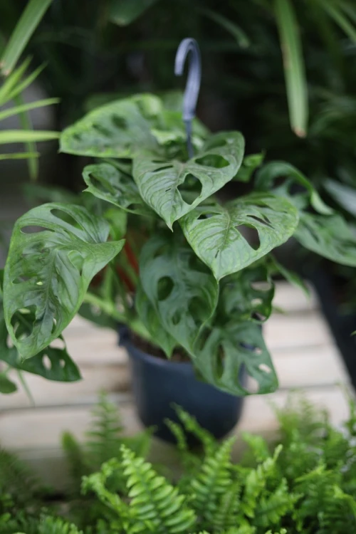 monstera adasonii l (2).JPG