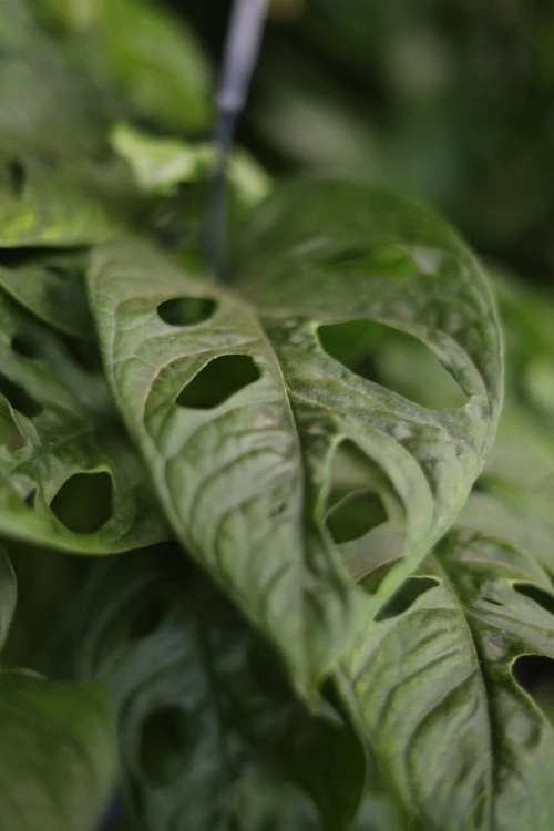 monstera adasonii l (3).JPG
