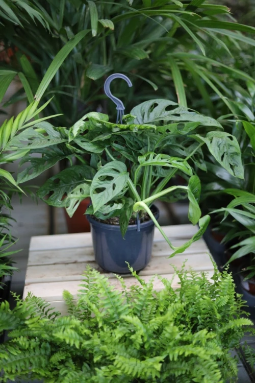 monstera adasonii l (4).JPG