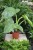 Philodendron ‘Jose Buono’ (Filodendron) (1).JPG
