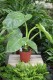 Philodendron ‘Jose Buono’ (Filodendron) (1).JPG