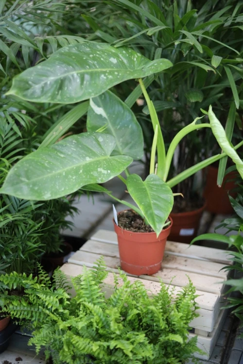 Philodendron ‘Jose Buono’ (Filodendron) (2).JPG