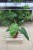 Philodendron ‘Jose Buono’ (Filodendron) (4).JPG