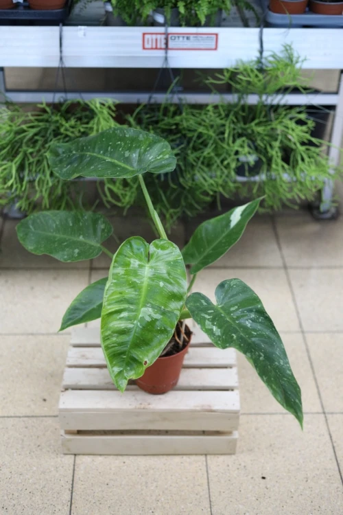 Philodendron ‘Jose Buono’ (Filodendron) (4).JPG