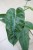 Philodendron ‘Jose Buono’ (Filodendron) (5).JPG