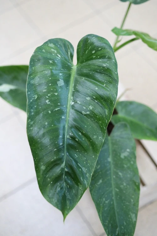 Philodendron ‘Jose Buono’ (Filodendron) (5).JPG