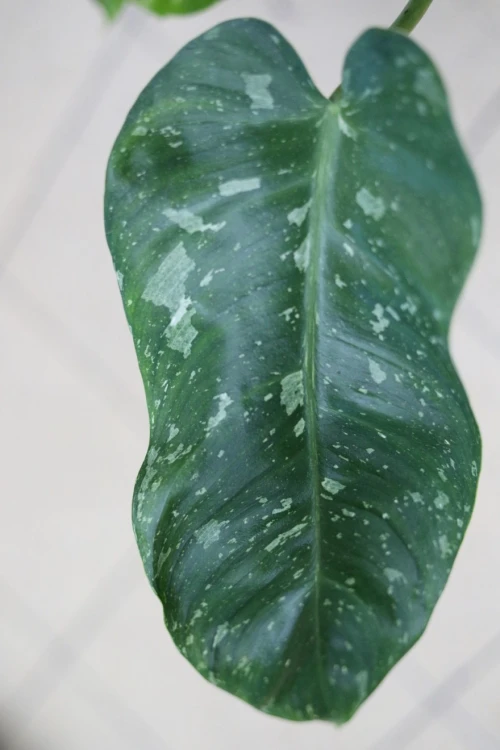 Philodendron ‘Jose Buono’ (Filodendron) (6).JPG