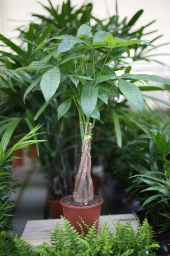 pachira aquatica (1).JPG