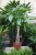 pachira aquatica (1).JPG