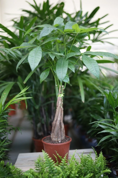 pachira aquatica (1).JPG