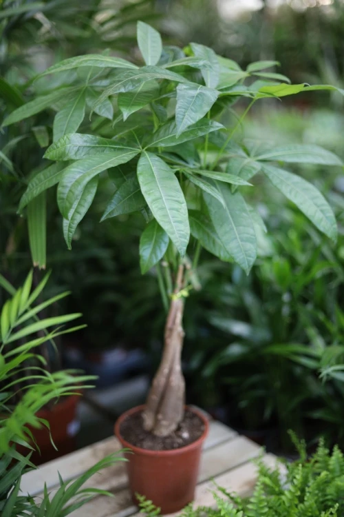 pachira aquatica (2).JPG