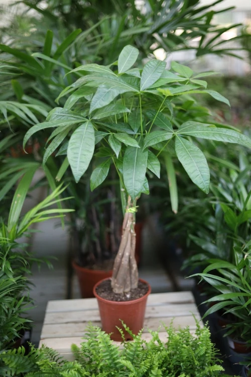 pachira aquatica (4).JPG
