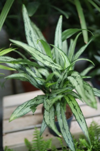 aglaonema cutlass (2).JPG