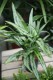 aglaonema cutlass (2).JPG