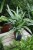 aglaonema cutlass (3).JPG