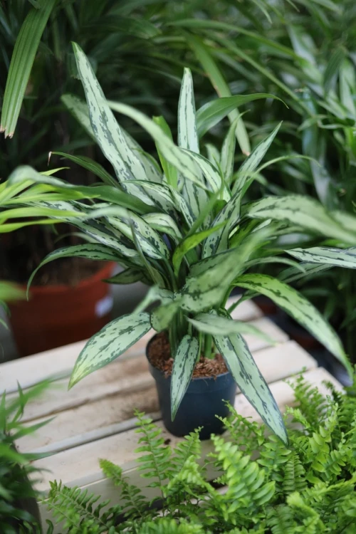 aglaonema cutlass (3).JPG