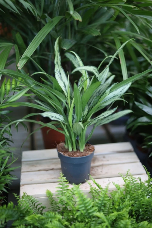 aglaonema cutlass (4).JPG