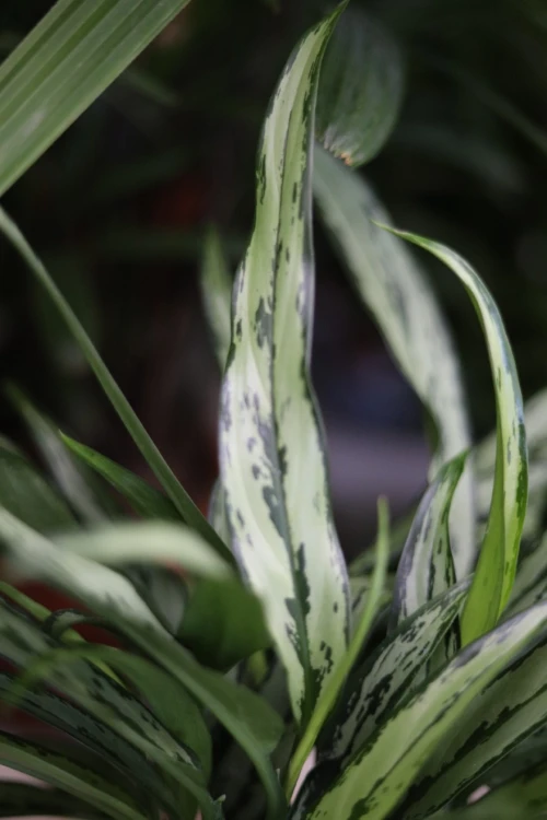 aglaonema cutlass (1).JPG