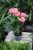 anthurium sweet dream (1).JPG