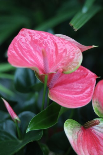 anthurium sweet dream (2).JPG