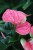 anthurium sweet dream (2).JPG