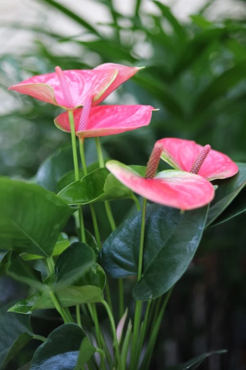 anthurium sweet dream (3).JPG