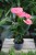 anthurium sweet dream (4).JPG