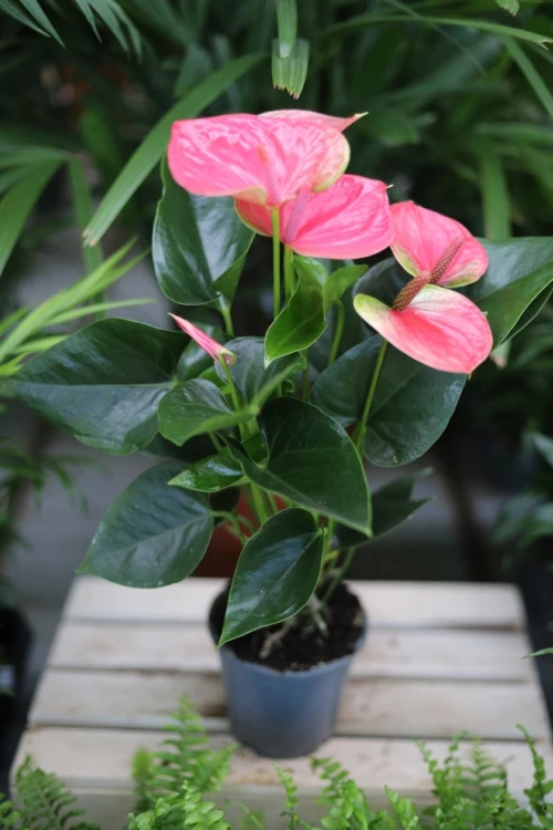 anthurium sweet dream (4).JPG