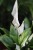 spathiphyllum torelli (4).JPG