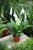 spathiphyllum torelli (1).JPG