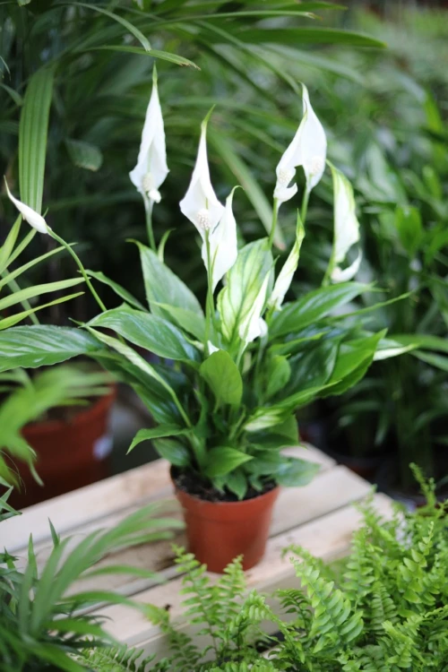 spathiphyllum torelli (1).JPG