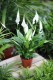 spathiphyllum torelli (1).JPG