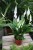 spathiphyllum torelli (2).JPG