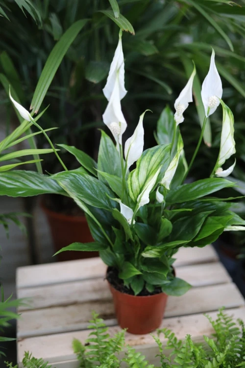 spathiphyllum torelli (2).JPG
