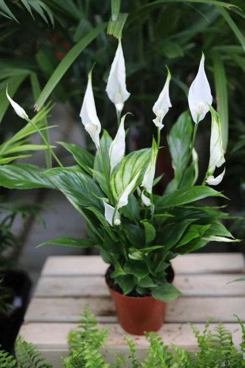 spathiphyllum torelli (3).JPG