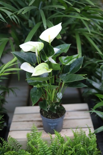 Anthurium andraeanum ‘White Champion’ (Anturium Białe) (1).JPG