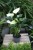 Anthurium andraeanum ‘White Champion’ (Anturium Białe) (1).JPG