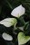 Anthurium andraeanum ‘White Champion’ (Anturium Białe) (2).JPG