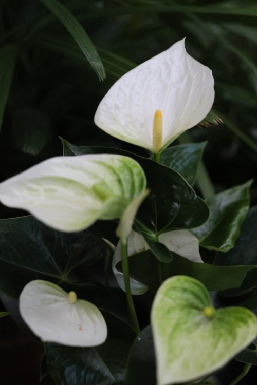 Anthurium andraeanum ‘White Champion’ (Anturium Białe) (2).JPG