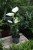 Anthurium andraeanum ‘White Champion’ (Anturium Białe) (3).JPG