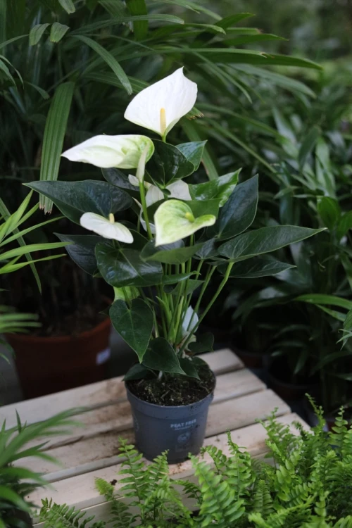 Anthurium andraeanum ‘White Champion’ (Anturium Białe) (3).JPG