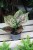 AGLAONEMA CRIMSON LOVE (4).JPG