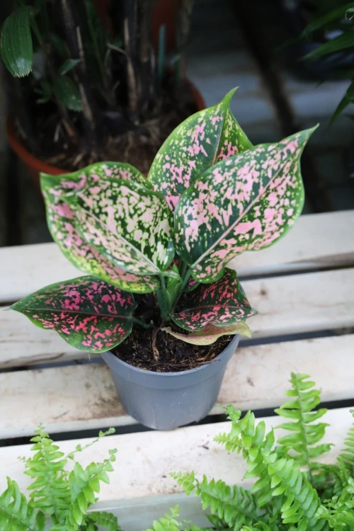 AGLAONEMA CRIMSON LOVE (4).JPG