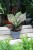 AGLAONEMA CRIMSON LOVE (2).JPG